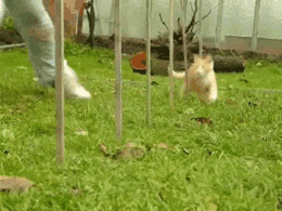 喵星人训练基地，这身手，碉堡了！