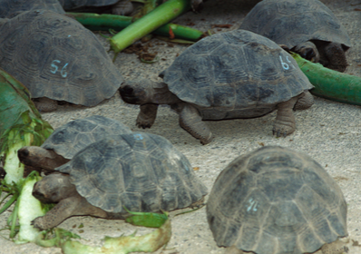 苏卡达象龟价格 不同商家价格有所起浮