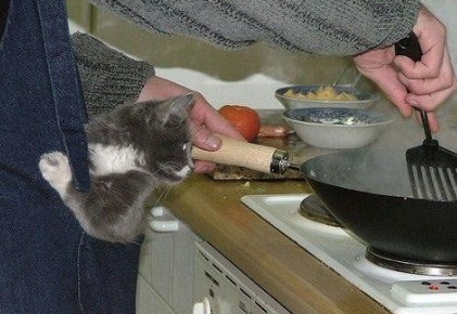 主人，偶的鱼好了没有啊