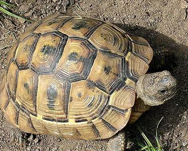 欧洲陆龟价格 背甲越大的就越昂贵