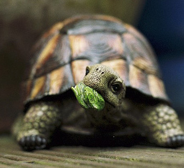 陆龟多少钱 品种不同价格不同