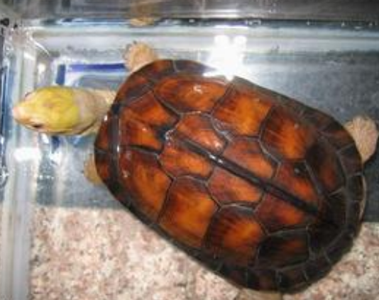 黄喉拟水龟能长多大 成长中有体色变化