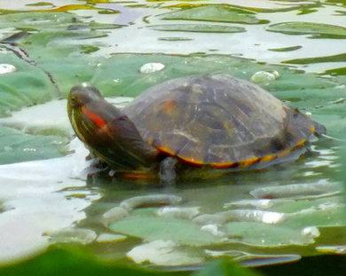 巴西红耳龟能长多大 全长约15-25cm