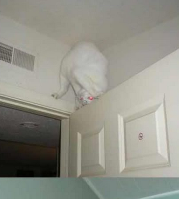 人类已经不能阻止喵星人了