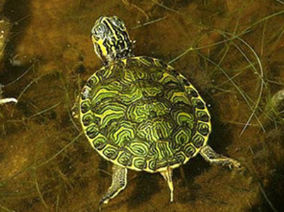 佛州甜甜圈龟价格 大小不同影响价格