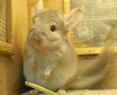 龙猫会叫吗 龙猫有时候会咕咕叫