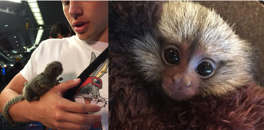 球星安东尼-戴维斯饲养一只世界上最小的宠物猴 雇专职保姆照料