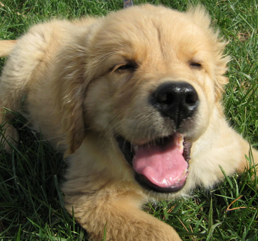 入室偷宠物狗盗窃未遂窃贼被抓了