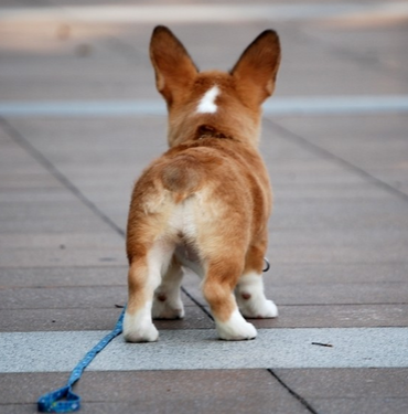 小区内被狗咬谁之责 呼吁有关部门对小区养狗加强管理