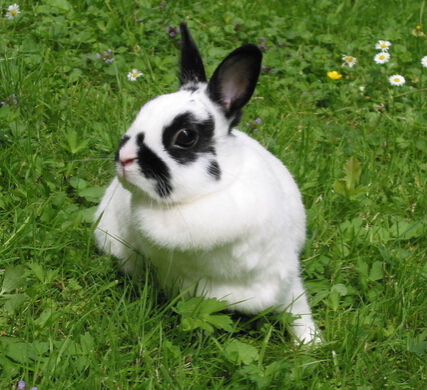 兔子不吃食怎么办 找出原因再治疗