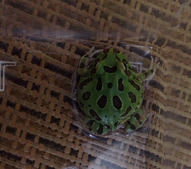 角蛙繁殖 角蛙在饲养时的几个注意事项