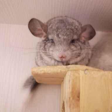 龙猫贵吗 大多几百块到上千块不等