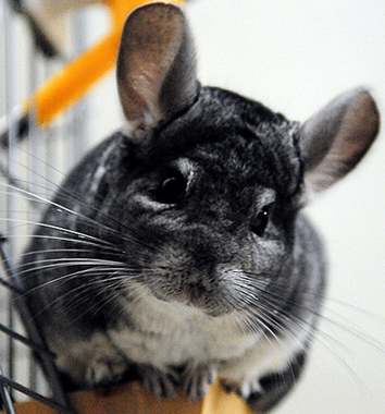 宠物龙猫价钱 生育过几胎的龙猫价格低