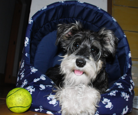 宠物消费所产生的纠纷频发生 主要是品种“货不对版”