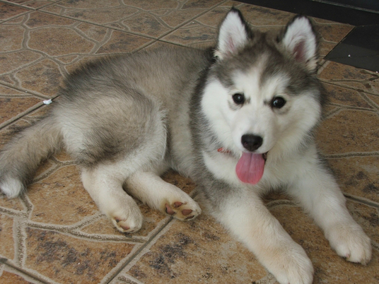 宠物狗尾巴“敲门”吓坏女主人 民警出警逮住“骚扰者”