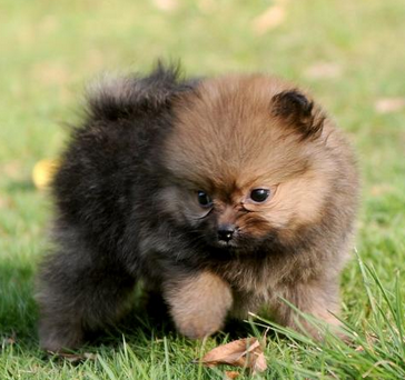 宠物狗卡进石洞 消防官兵徒手扒半小时成功将其救出