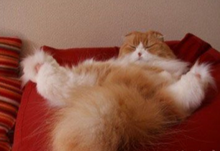 尾巴大就是有好：遮羞