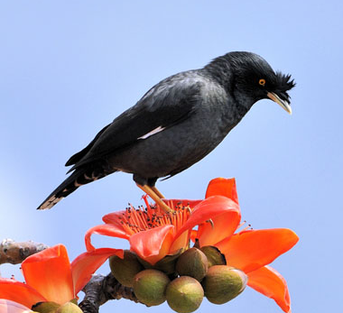 八哥多大会说话 最好选取当年的幼鸟