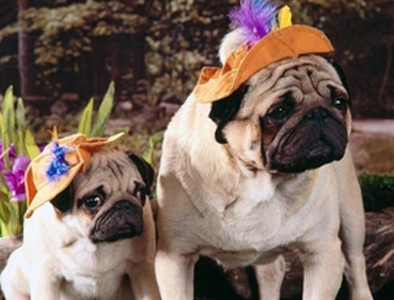 纯种八哥犬多少钱一只 血统高的比较贵