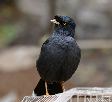 八哥鸟价格  教大家选购八哥的几个小技巧