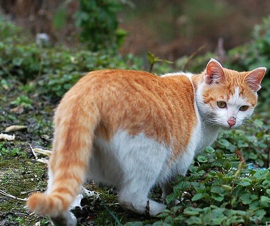 母猫发情症状 母猫在发情时食欲减退