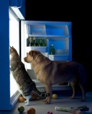 找了半天怎么只有素菜呢