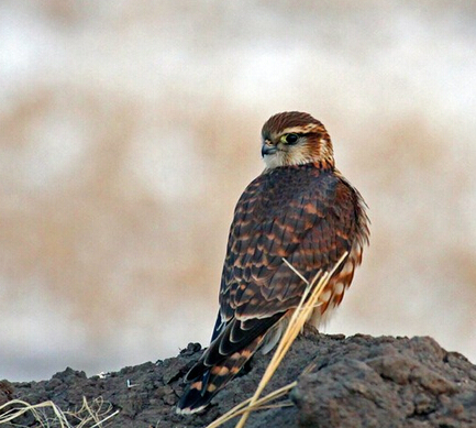 宠物店老板因私自驯养国家二级保护动物鹰隼被起诉