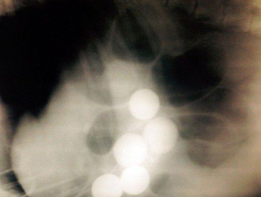 英国一只宠物狗被检查出胃中有6只高尔夫球