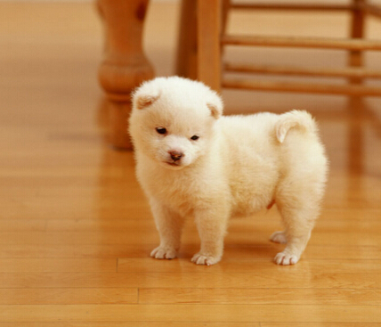 夏季宠物也得“空调病” 宠物吃饱喝足后被空调风直吹身体所导致