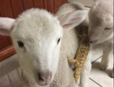 澳宠物蜥蜴“越狱”逃到羊羔背上 并与之建立了浓厚的友情