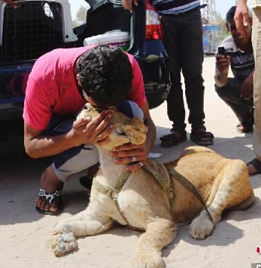 加沙难民送走宠物小狮子 难舍难分上演心碎吻别