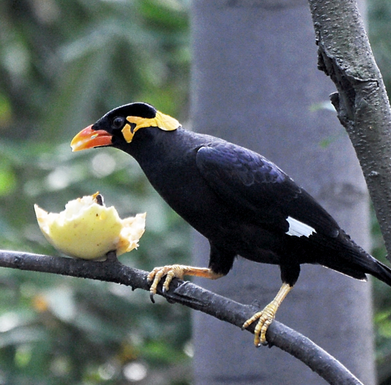 八哥鸟常见病 胃肠炎是常见病之一