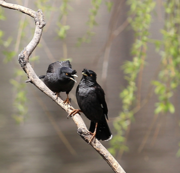 八哥拉稀怎么办 防治拉稀的方法