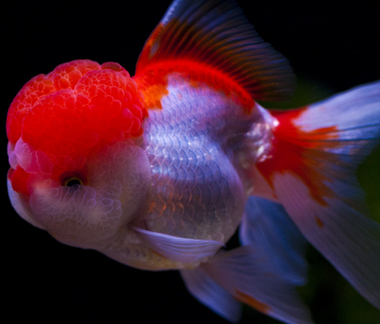 家庭如何养金鱼 注意掌握鱼的食量