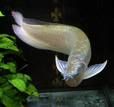 怎样才能养好银龙鱼 不宜与其他鱼混养