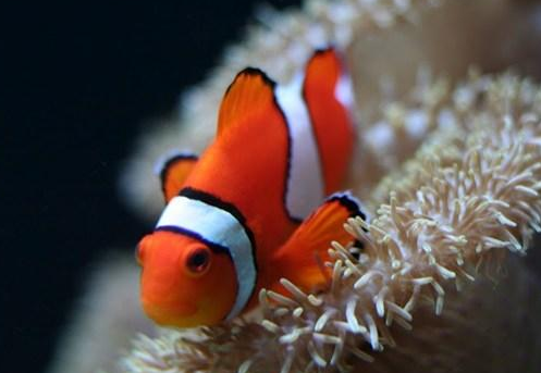 小丑鱼价格 价格在一般人接受范围之内