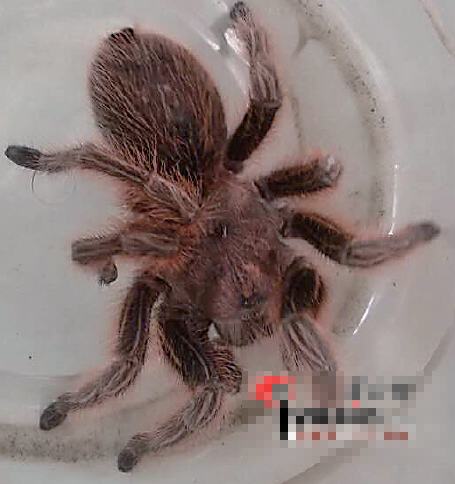 乌鲁木齐一市民遛弯捡个毛蜘蛛 希望宠物家长尽快领走