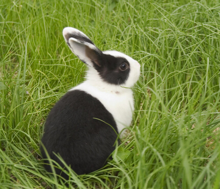 小兔子生病了怎么办 先了解病因再治疗