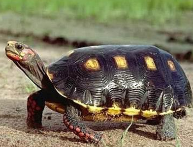 黄腿象龟价格 大小价格有所不同