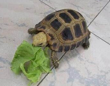 缅甸陆龟能长多大 算中等偏大的类型