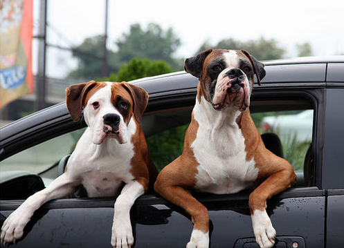 不少人养宠人士都遭遇过出行难的问题。 