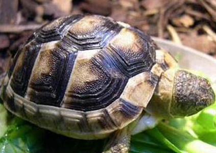 翘缘陆龟价格 通常购买的都是稚龟