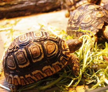 哪种陆龟好养 缅甸陆龟饲养难度不大