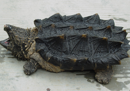 大鳄龟和小鳄龟的区别 体型大小不一样