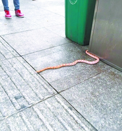 江汉路步行街惊现花蛇吓坏路人