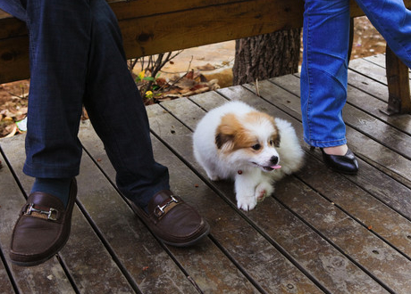 狗狗受训结束“滞留”被宠物公司转送他人