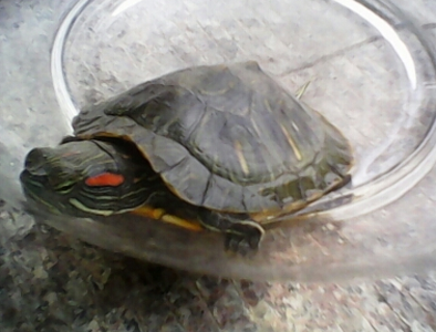 巴西红耳龟不吃东西 不进食的原因有很多