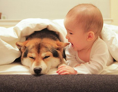 长期和猫、狗泡在一起的儿童不易得病