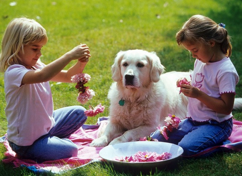 宠物避暑出游新玩法 高档酒店和新潮餐厅向动物们敞开大门