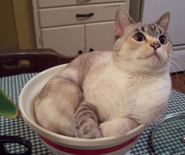 我是真的饿了，求肉吃